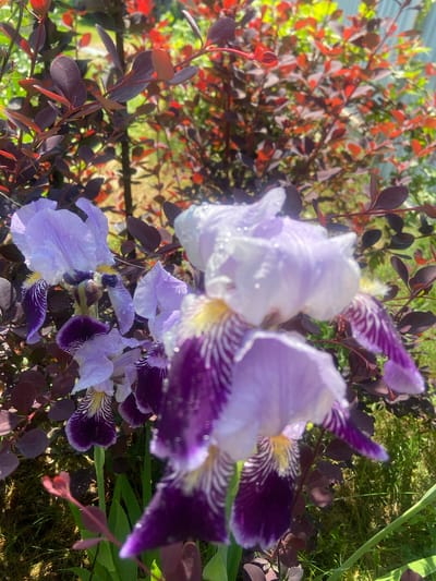 A cluster of purple and white irises with water droplets on their petals are in bloom in front of a blurred background of dark red and green foliage. The irises are the main subject, with several flowers in various stages of bloom, some with deep purple falls and others with lighter purple standards. The foliage behind them appears to be a barberry bush, with its characteristic small, dark leaves. The overall scene suggests a garden setting in Kostiunino, Russia, during a sunny day after a rainfall.