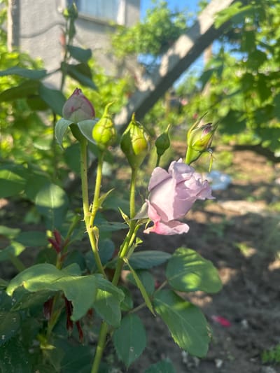 This media file captures a close-up, eye-level shot of a rose bush in an outdoor garden, likely in Rogozen, Bulgaria. The primary subject is a delicate, partially open rose, displaying soft light purple to pink petals, with a few prominent green buds in various stages of development alongside it. The rose, positioned centrally to the right, is illuminated by natural, soft sunlight, highlighting its gentle color and texture.
The rose stems are green and visible with small thorns, characteristic of a rose plant, and surrounded by vibrant green leaves, some showing minor imperfections or shadows from the overhead light. In the blurred background, hints of a light blue sky, further green foliage, and a fence or structure are discernible on the left, suggesting a domestic garden or park setting. On the right, the ground is visible with dark soil and a few fallen, reddish petals, confirming the garden environment.
The scene appears to be set during the day, either in the morning or late afternoon, given the warm, angled sunlight and visible shadows that create a sense of depth and tranquility. There is no visible text in the image. The overall impression is one of natural beauty and growth, with the rose beginning to unfold its petals amidst the promise of more blooms.
