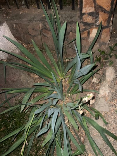A Yucca plant with long, green, sword-shaped leaves is growing in the ground next to a stone wall. The ground is covered in dirt, gravel, and some dry leaves. There is a dark metal fence behind the plant and wall. The scene appears to be an outdoor area in a city.