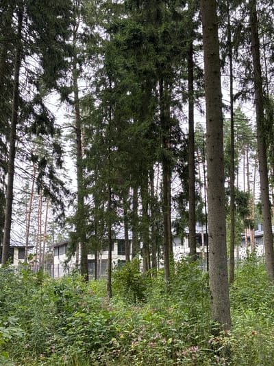 In the city of Pavlovskaya Sloboda, Russia, a dense forest of tall evergreen trees dominates the foreground, with their trunks forming a vertical pattern. The canopy of branches and needles creates a dappled light effect. Beneath the trees, a thick undergrowth of various green bushes and plants is visible, interspersed with small pink flowers. In the background, a modern building with a light-colored facade and dark windows is partially obscured by the trees. A black metal fence runs horizontally across the middle ground, separating the wooded area from the building. The sky is overcast and pale, suggesting a cloudy day. There are no people or animals visible in the image.