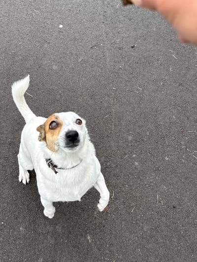 In the city of Lysva, Russia, a medium-sized, white Jack Russell Terrier dog is captured in an overhead shot, standing on dark asphalt. The dog has brown markings around its eyes and ears, and a black collar. Its tail is raised and curved, and its front paws are positioned slightly forward. The dog appears to be looking upwards, possibly at a treat or a person off-camera, indicated by its focused expression and wide eyes. The asphalt surface is rough and shows scattered debris, including small twigs and white specks. In the upper right corner of the image, a blurred pinkish area suggests a human hand or finger, possibly holding a treat or interacting with the dog. The overall scene is simple, focusing on the interaction between the dog and its unseen handler in an outdoor urban environment.