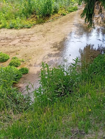 The image depicts a shallow, muddy stream flowing through a natural setting. The water is a light brown color, and ripples are visible on its surface, suggesting gentle movement or possibly raindrops. Several small green plants are growing in and around the stream. The banks are lined with lush green grass and various other plants, creating a dense, verdant border. In the upper right corner, the dark green needles of a conifer tree hang over the water. The overall impression is one of a peaceful, natural environment. The lighting suggests it is daytime, likely with some cloud cover as there are reflections of trees in the water. The scene is serene and tranquil, characteristic of a rural or wilderness area. There is no visible text in the image. The location context provided is Svilė, Lithuania.