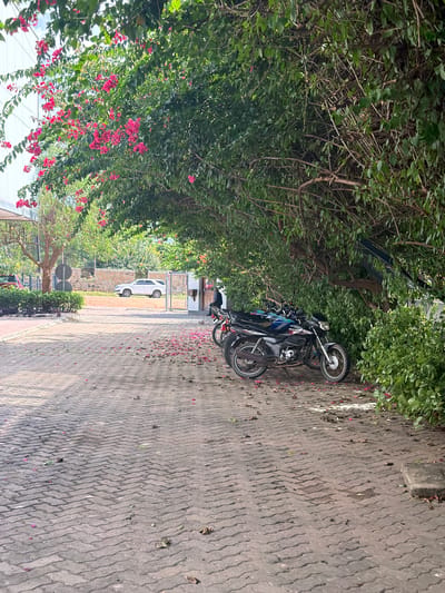 The scene shows a paved sidewalk in Pemba, Mozambique, bordered by lush greenery, including bougainvillea with vibrant pink flowers on the left. Several motorcycles are parked under the shade of the trees on the right side of the sidewalk. In the background, a white car is visible, parked behind a fence. Petals are scattered on the pavement.