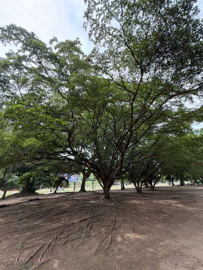The image depicts a large tree with prominent, exposed roots in an outdoor area that appears to be a park or public space. The tree has a dense canopy of green leaves and a thick trunk. The ground is covered in dirt and the exposed roots spread out across the surface. In the background, there are other trees, a fence, and what appears to be a road with some vehicles and a billboard. This scene is likely located in the city of Valencia, Venezuela, possibly within Parque Fernando Peñalver, a well-known park in the city. There are no people visible in the image.