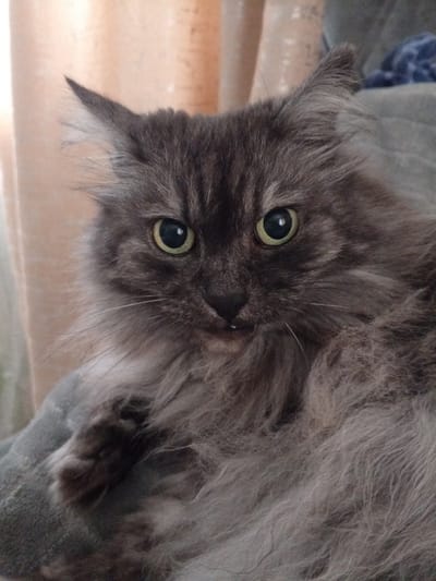 The image is a close-up, eye-level photograph of a fluffy, grey cat. The cat is looking directly at the camera with wide, green eyes. Its fur is long and appears somewhat unkempt, with tufts of hair sticking out around its face and ears. The background is blurred, with soft, muted tones of beige and grey. There are vertical lines in the background, suggesting curtains or blinds. The cat is positioned centrally in the frame. No specific location in Nakhodka, Russia, can be identified from the image.
