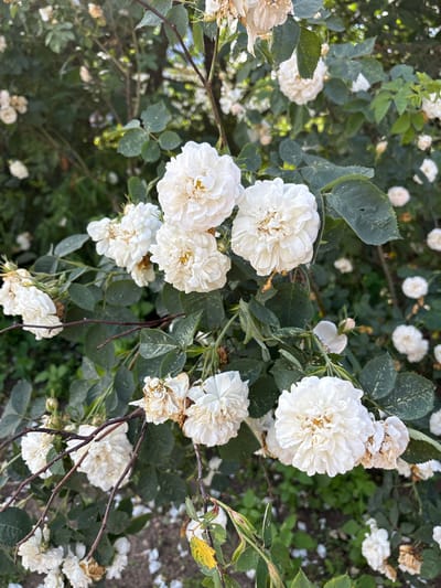 This is a close-up, top-down photograph of a flowering rose bush, likely in bloom, set against a backdrop of darker green foliage and the ground below. The scene is dominated by clusters of white, multi-petaled roses, some fully open and others still forming. The roses exhibit a delicate, ruffled appearance. Scattered among the blooming flowers are some wilting or dried roses, hinting at the progression of the flowering season.
The leaves of the rose bush are a deep green, with some showing signs of dust or natural imperfections. The branches are thin and dark, with a few bare, twig-like structures also visible, adding to the naturalistic feel of the image. Some fallen white petals are visible on the ground, further suggesting the peak of the bloom has passed. The lighting appears to be natural daylight, with no harsh shadows, indicating it could be a partly cloudy day or late afternoon.
The overall impression is one of natural beauty and the ephemeral quality of flowers. There is no text visible in the image. The location context provided is "Парэчча, Belarus," suggesting this photograph was taken in that region. The scene is peaceful and natural, focusing entirely on the floral subject matter.