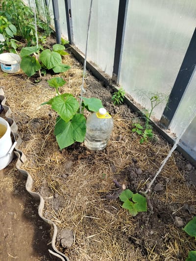 This image depicts the interior of a greenhouse in the village of Viyartsialishkavski Sel'ski Savet, Belarus. The greenhouse has a transparent, ridged plastic roof and dark metal framing. The ground is a mix of dark soil and straw mulch. In the foreground, a young cucumber plant with large green leaves is supported by a twine tie. To its right, a large, clear plastic bottle filled with water stands on the ground. Further into the greenhouse, another smaller cucumber plant is visible, with several brown stems cut at an angle. To the left, a white bucket with a blue label is present, and partially visible in the lower left corner is another white bucket. In the background, other plants, including what appears to be dill, are growing. The scene is well-lit by natural light filtering through the greenhouse roof.