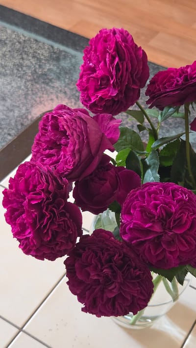 The image shows a close-up of a bouquet of deep pink, ruffled roses in a clear glass vase. The roses are fully bloomed and densely packed with petals, creating a rich, velvety texture. Some of the roses are lighter pink at the edges and deeper pink towards the center. The leaves are a dark green. The vase is placed on a tiled surface, possibly a kitchen counter or floor, with a subtle pattern of light beige tiles and darker grout lines. In the background, there is a dark gray, textured surface that transitions into a warm, wooden surface. The lighting suggests an indoor setting, possibly with natural light coming from the side. There is no indication of the city of Třemošnice, Czechia, in the image itself.