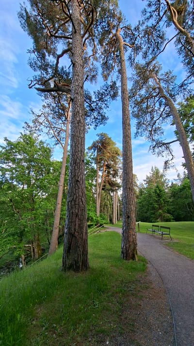 The image depicts a park scene in Keila-Joa alevik, Estonia. Two tall, mature pine trees with rough bark dominate the foreground, positioned on a grassy knoll. A gravel path curves through the park, leading towards a pair of park benches situated on the right side of the frame. Beyond the benches, a dense forest of evergreen and deciduous trees forms the background. The sky is a clear blue with scattered white clouds. The overall impression is one of a peaceful, natural setting. There are no people or animals visible in the image.