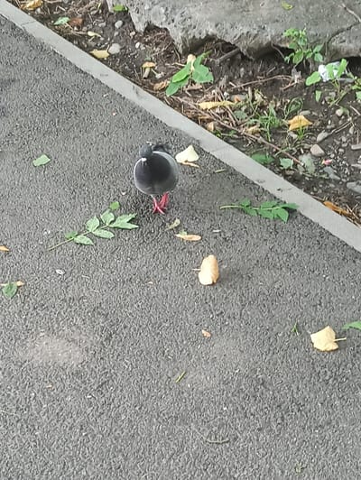 A lone pigeon stands on a paved surface next to a curb, facing away from the camera. The pigeon is dark gray with reddish-pink legs. Scattered around the pigeon are several fallen leaves, mostly yellow and brown, along with some green foliage and small pebbles. The background shows a patch of dirt with weeds and some debris, including a crumpled white piece of paper. The paving appears to be asphalt, and the curb is concrete. The scene suggests an outdoor urban environment.