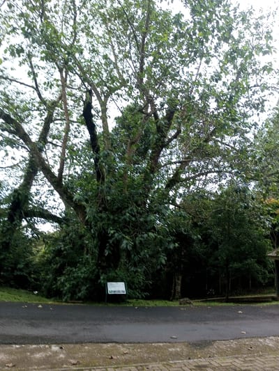 A sprawling tree dominates the scene, its branches reaching high against a cloudy sky. Its thick trunk is shrouded in dense greenery. Beneath the tree, a sign stands beside a paved road. Beyond the tree, a lush forest extends into the distance, partially obscured by shadows and foliage. The lower portion of the image shows the asphalt road and a section of stone pavement.
