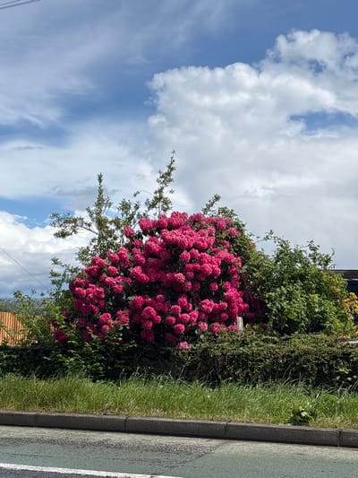 The image captures a vibrant floral display in an urban environment. The main subject is a large bush laden with clusters of bright pink flowers. This bush is positioned next to a road, delineated by a gray curb and a textured road surface with a white stripe. Overgrown grass and various green foliage surround the bush, adding to the natural elements of the scene. Above, the sky is visible, a mixture of blue and puffy white clouds. The location is Newcastle-under-Lyme, United Kingdom. There are no people visible in the image.