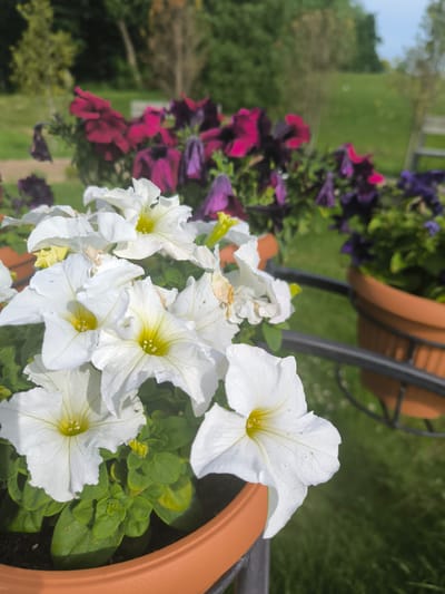 In Laskino, Russia, a close-up shot focuses on several white petunias in a terracotta pot. The flowers, with their ruffled white petals and yellow centers, are the main subjects. Behind them, a blurred background shows more petunias in shades of dark pink and purple, also in pots, along with a lush green lawn and trees. The lighting suggests it is a sunny day.