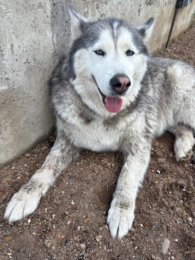 A Siberian husky is lying on gravel in front of a concrete structure. The dog has gray and white fur, blue eyes, and its tongue is hanging out. The dog appears to be resting. The environment is outdoors, possibly in a yard or construction area. There are no people or other animals visible in the image.