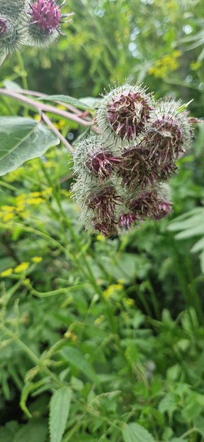 A close-up, vertical, eye-level shot captures a cluster of burdock seed heads against a blurred background of greenery. The burdock heads are spherical with spiky exteriors, displaying a mix of light green and purplish-brown tones. Thin, white filaments extend from the seed heads, adding to their spiky appearance. A large, textured green leaf is visible in the upper left quadrant, partially obscuring a stem. The background consists of out-of-focus green foliage, with small yellow flowers interspersed throughout. The scene appears to be an outdoor natural environment, likely a park or natural area within the city of Miass, Russia, during daylight hours. No people are present in the image.