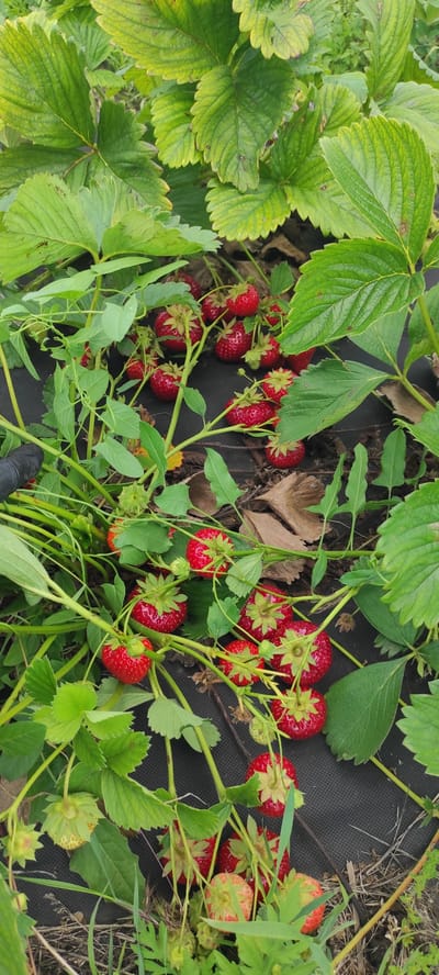 The image shows a close-up of a strawberry patch, likely located in Kobeliachok, Ukraine, given the context. Ripe red strawberries are visible amongst green leaves and stems. Some unripe green strawberries and developing buds are also present. The plants are growing on dark fabric, possibly for weed control, with dry leaves and soil visible in the background. A gloved hand is partially visible on the left side of the frame, suggesting someone is tending to the plants. The lighting suggests it is daytime.