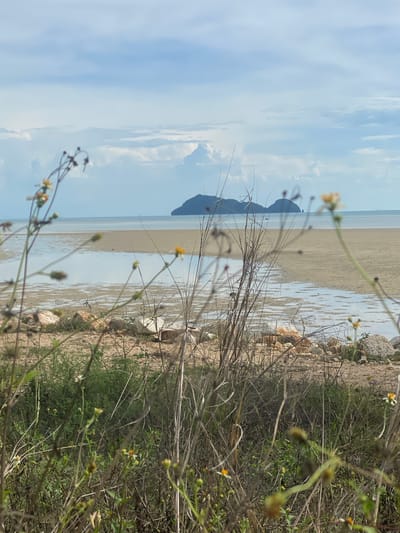 The image depicts a coastal scene in Baan Sri Thanu, Thailand. The foreground features sparse vegetation, including grasses and small flowering plants, some of which are blurred, suggesting they are close to the camera. Behind the vegetation, a sandy beach transitions into shallow water, reflecting the sky and clouds. In the distance, a dark, rocky island rises from the sea, silhouetted against the sky. The sky is partly cloudy with blue patches. The overall scene suggests a natural coastal environment, possibly taken near the edge of the beach vegetation.