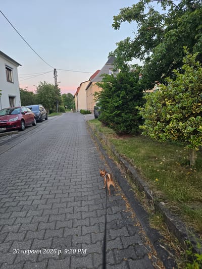 The image depicts a quiet street in Bannewitz, Germany, at dusk. A small, brown dog on a leash stands on a paved sidewalk, looking back over its shoulder. The street is lined with parked cars and residential buildings, with trees and greenery flanking the walkway. The sky is a soft gradient of blue and pink, indicating the sunset. The timestamp in the bottom left corner reads "20 червня 2026 р. 9:20 PM," which translates to June 20, 2026, 9:20 PM.