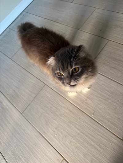 A fluffy cat with grey and brown fur and amber eyes is looking up from a wooden floor. The cat is positioned in the center of the frame, with its body extending towards the top left of the image. The floor appears to be light-colored wood planks. A white baseboard is visible along the left edge of the image. No specific location in Vovchynets, Ukraine, can be identified from the image.