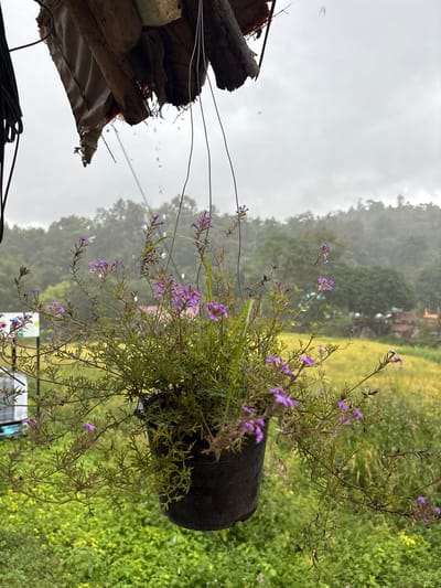 This image, taken in Ban Paem Bok, Thailand, depicts an outdoor scene during rainfall under an overcast sky. In the upper foreground, an overhead structure composed of rough wooden logs and a damaged, possibly tarpaulin sheet is visible, from which multiple raindrops are falling. Black wires or ropes hang vertically on the left. Centrally positioned, a black plastic pot containing a plant with slender green stems and numerous small purple flowers is suspended by thin wires. Evidence of rain, including water droplets, is visible on the plant's leaves and within the frame. The background features a panoramic landscape: distant hills or mountains are densely covered with green trees, partially obscured by rain and atmospheric haze. Below these hills, a broad area of bright yellow-green vegetation, consistent with a cultivated field, spans the mid-distance. Further forward, below the hanging plant, the ground is covered with lush green foliage. Faint structures, including what appears to be a building with a red roof and a blurry sign with blue and white elements, are discernible in the far distance. No individuals are present in the scene.