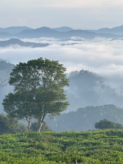 A wide shot captures a serene landscape in Phát Chi, Vietnam, featuring rolling hills covered in lush green tea bushes in the foreground. Two prominent trees with full canopies stand on a slight rise above the tea fields, their branches reaching towards the sky. In the mid-ground, a dense forest blankets the slopes of rolling mountains, with patches of thick white mist weaving through the trees and obscuring the lower elevations. The background reveals a series of layered, hazy blue mountains receding into the distance under a pale, overcast sky. The scene is characterized by its natural beauty and tranquility, with no people or animals visible.