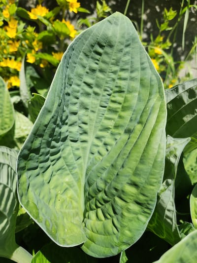 A close-up, eye-level shot captures a large, textured green hosta leaf in the foreground. The leaf has prominent parallel veins and a ruffled edge. Behind it, a blurred background reveals yellow flowers and other greenery, bathed in sunlight. Shadows from nearby foliage fall across the hosta leaf. The scene appears to be in a garden or park setting within Idar-Oberstein, Germany, likely during daylight hours. There are no people or animals visible.