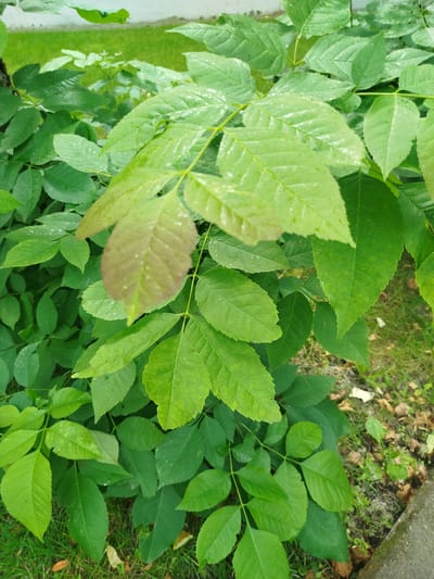 The image shows a close-up view of lush green foliage, with individual leaves and stems clearly visible. Several leaves are wet, indicating recent rain or dew. The overall impression is of healthy vegetation. The background reveals a grassy area with some fallen leaves and what appears to be a paved surface, possibly a sidewalk or curb, on the right side. The scene suggests an outdoor environment in a city park or residential area. There are no people or animals visible in the image. The specific location in Navapolatsk, Belarus, cannot be determined from the visual information provided.