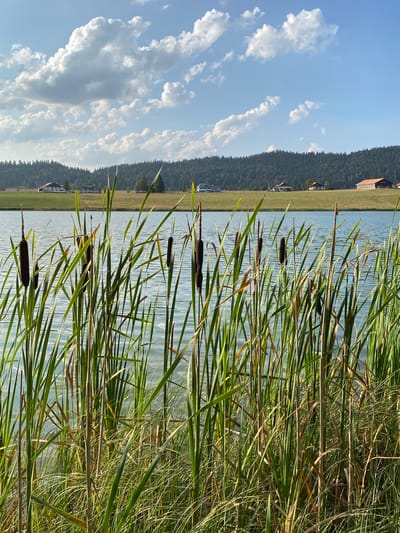 The image shows a serene landscape on a sunny day with a clear blue sky and scattered white clouds. In the foreground, tall cattails with brown seed heads grow along the edge of a calm body of water. The water reflects the sky and the green reeds. In the middle ground, a gently sloping grassy field stretches towards a dense forest that covers a rolling hillside. Several buildings, appearing to be houses or farm structures with red-tiled roofs and white or light-colored walls, are visible on the grassy slopes. The scene is likely located in a rural or semi-rural area, possibly a village or hamlet within the municipality of La Brévine, Switzerland, given the characteristic architecture and landscape often found in Swiss alpine regions. There are no people or animals visible in the image. The overall impression is one of peaceful, natural beauty.