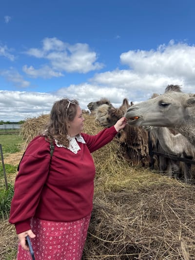 In this vertical, outdoor, eye-level shot, a woman in a maroon sweatshirt and a patterned skirt feeds a camel. The woman's face is partially visible as she looks up at the camel, her wavy brown hair framing her face. She wears white sunglasses perched on her head. Her right hand, extended towards the camel, holds a piece of orange carrot for it to eat. The camel's head is large and grey, with a long snout and partially closed eyes. Its mouth is open, and it is taking the carrot from her hand. Behind the main camel, other camels can be seen, their shaggy, light-colored fur visible amongst bales of hay. The ground is covered in dry hay, with patches of green grass and a fence in the background. The sky is a vibrant blue, dotted with fluffy white clouds, suggesting a pleasant, possibly sunny day. The overall scene evokes a sense of interaction with farm animals in a rural or semi-rural setting. The orientation of the photo suggests it might have been taken while held sideways. There is no visible text in the image.