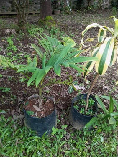 The image displays an outdoor garden or nursery scene in Naya Andura, India. Two plants, each contained in a black plastic grow bag, are situated on reddish-brown earth in the mid-ground. The plant on the left possesses broad, elongated dark green leaves and a thick brown stem emerging from its pot. The plant on the right features variegated leaves with prominent green and creamy-yellow stripes, supported by a thinner brown trunk. Sparse green weeds and grass are visible within the grow bags and on the surrounding ground, which also contains scattered dry leaves and twigs. The foreground exhibits denser green grass. In the background, multiple tree trunks are present, including one large dark brown trunk partially covered with green moss. Faint outlines of additional potted plants and a light-colored vertical object are discernible in the far right background. No human figures or observable actions are present.