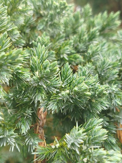 Close-up of a juniper bush with dense, green foliage. The plant is located in Боровково, Russia. The needles are pointed and have a slight bluish-green hue. Some droplets of water are visible on the foliage. The branches appear dense and tightly packed. A glimpse of brown tree trunk is visible through the foliage.