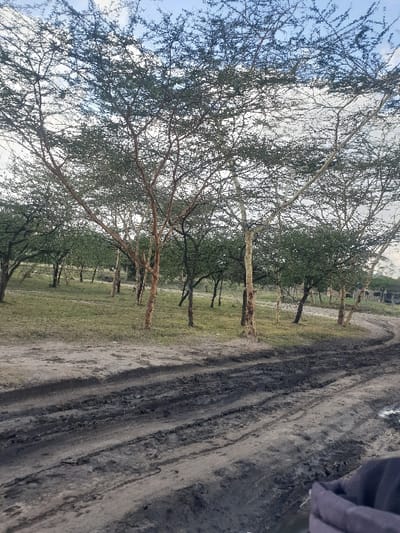 The image displays an unpaved, heavily rutted dirt track located in the Mua ward, Kenya. The track, exhibiting dark, wet mud and distinct tire impressions, traverses from the lower right foreground, curving towards the left into the middle ground. The immediate environment comprises a sparse grassland dotted with numerous trees. These trees, characterized by slender trunks and a dense network of thin branches, present varying degrees of foliage, some green and others with exposed reddish-brown or light-colored bark. The sky above is partially overcast. A dark, possibly fabric-covered object is partially visible in the lower right corner of the frame. No individuals, explicit actions, or direct interactions are visible.