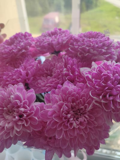 A close-up, vertical shot displays a bouquet of vibrant pink chrysanthemums, their petals tightly packed and layered. The flowers are arranged in a clear vase, visible at the bottom of the frame. Behind the bouquet, a frosted window reveals a blurry outdoor scene with hints of green foliage and a red object, possibly a vehicle. The image is likely taken indoors, near a window, in a location that could be in the city of Vysoki, Russia, although the location is not explicitly stated or confirmed by visual cues within the image. The lighting appears natural, suggesting it was taken during the daytime. No people or specific actions are depicted, only the static arrangement of flowers against a soft-focus background.