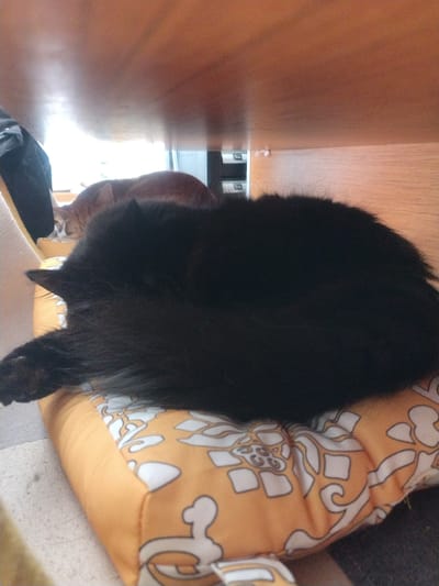 The image depicts two cats resting beneath a wooden surface, likely a table. In the foreground, a black cat is curled up on an orange cushion with a white floral pattern. The cat's head is tucked into its body, and its tail is visible. To the left, a black garment is partially visible. In the background, an orange cat is lying down, its head visible. The scene appears to be indoors, possibly in a residential setting in Crauthem, Luxembourg. The lighting suggests it is daytime.