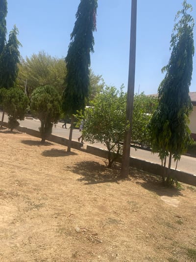 The scene is an outdoor daytime view in Tudun Nupawa, Nigeria, under a clear blue sky. The foreground comprises dry, light brown earth with sparse yellowish-brown vegetation, marked by distinct shadows from trees and a utility pole. A dark grey paved road, edged by a light grey concrete curb, extends across the midground. Several tall, slender, dark green coniferous-like trees, alongside smaller bushy green trees and shrubs, line the road. A solitary dark grey utility pole stands near the road on the right. Two individuals are present on the road: one person in a light-colored top and dark trousers walks from left to right, and another, partially visible, walks further left. A light-colored vehicle is partially obscured behind foliage on the road. In the background, a density of green trees precedes the partial view of light-colored buildings topped with reddish-brown roofs.