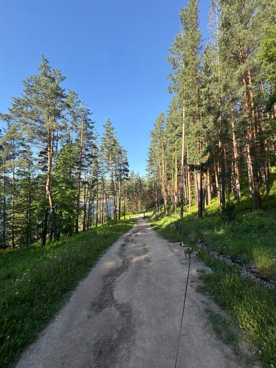 The image shows a dirt path lined with tall trees, likely pine trees, under a clear blue sky. A leash extends onto the path from the lower right corner, indicating a person is walking a dog. The location is Belokurikha, Russia, as suggested by the type of trees and the overall environment typical of that region. A few white buildings can be seen in the background among the trees. The image is taken from a low perspective, emphasizing the height of the trees and the openness of the sky.