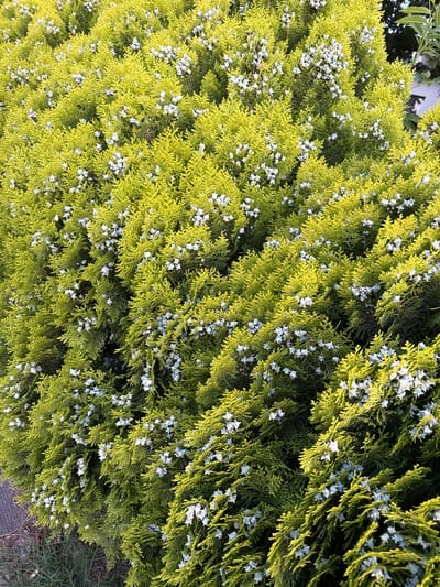 The image depicts a close-up, full-frame view of a dense, bright green evergreen shrub, possibly a cypress or juniper, adorned with numerous small, pale blue or white seed cones. The shrub is illuminated by sunlight, which creates highlights and shadows, giving the foliage a vibrant, textured appearance. The camera angle is slightly angled downwards, focusing on the texture and color of the shrub and its seed cones. The background is out of focus, showing hints of darker green foliage and possibly a white structure, suggesting an outdoor setting in Vidin, Bulgaria, likely a garden or park. There are no people or animals visible in the frame.