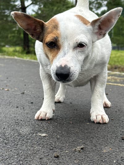 A white dog with tan markings on its head is standing on a wet asphalt surface. The dog is looking directly at the camera with its ears perked up. The background is blurred and appears to be a natural outdoor setting with trees. The lighting suggests it is daytime. The image does not contain any information that would place it in Lysva, Russia.