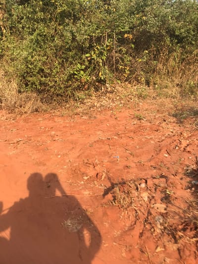 The image presents an outdoor scene dominated by a reddish-brown, dusty earth path or clearing, bordered by dense vegetation. On the left side, lush green bushes and shrubs grow thickly, interspersed with some drier, lighter-colored grass and fallen leaves. The ground itself is uneven, with small depressions and scattered natural debris like dry leaves and twigs, along with a tiny piece of blue litter visible near the center.
A distinct, dark shadow of a person, presumably the photographer, is cast across the lower right portion of the red earth. The shadow shows the outline of a head, shoulders, and arms holding a device, indicating bright, direct sunlight. The sharpness of the shadow suggests a sunny day, likely during the mid-morning or afternoon. The characteristic rich, red soil is a strong visual cue for the region, consistent with the given location context of Ogodo, Nigeria. No other people or specific activities are discernible, and no visible text is present in the frame.