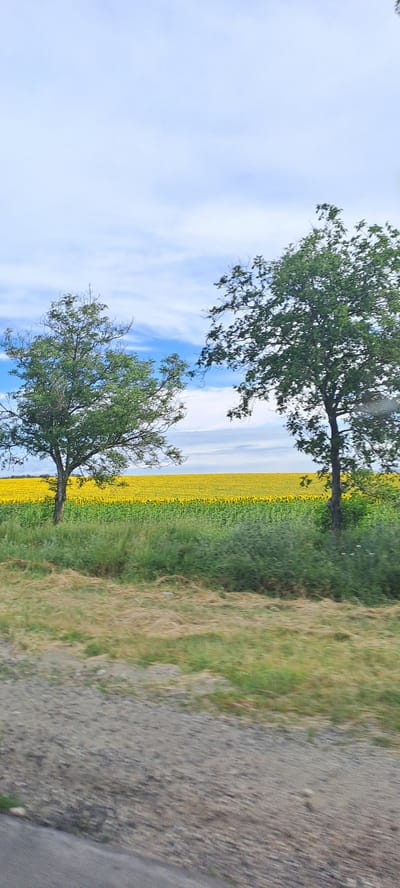 The image depicts a natural landscape near Recea, Moldova, characterized by a vast field of sunflowers under a sky with scattered clouds. Two trees stand in the foreground, their branches reaching towards the sky. The ground in the immediate foreground consists of a dirt path, interspersed with dry grass and some green vegetation. The middle ground features a strip of dense green grass and bushes, separating the dirt path from the sunflower field. The background is dominated by an expansive field of bright yellow sunflowers, stretching to the horizon. The sky above is a pale blue with wispy white clouds. The overall impression is one of a rural, serene environment.