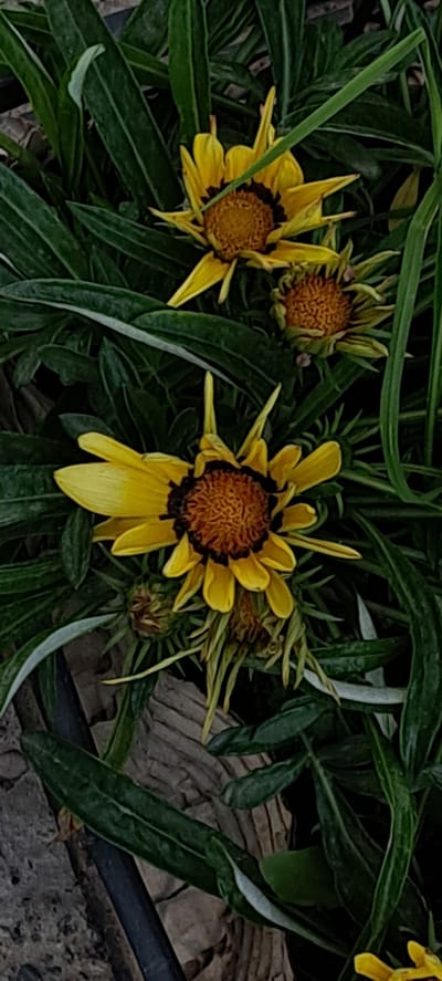 This is a close-up, vertical, outdoor photograph of yellow and brown daisy-like flowers with green foliage. The flowers have prominent brown and yellow centers and elongated yellow petals with dark brown edges. Some flowers are fully bloomed, while others appear to be buds or wilting. The foliage is dense and dark green, with some lighter green accents. The background consists of textured brown and gray elements, possibly mulch or rocks. No people or animals are visible in the image. The scene appears to be a garden or natural setting. This image was taken in Bash-Kaiyndy, Kyrgyzstan.