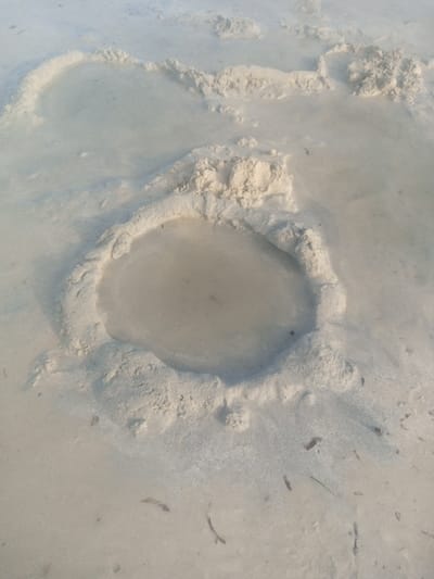 The scene depicts a wet, sandy environment, identified as Shanzu ward, Kenya. The primary subject is a distinct, roughly oval-shaped depression in the sand, approximately 60 cm in its longest dimension, located in the foreground. This depression contains shallow, turbid, light-brown water. The perimeter of this feature is formed by a raised, irregular ridge of light-colored, wet sand, approximately 10-15 cm in height. In the mid-ground, multiple other shallower, less defined depressions or mounds of disturbed wet sand are visible. The overall sandy surface is light beige, appears fine-grained, and is saturated with water or covered by a very thin layer of water. Scattered fragments of dark organic debris, resembling small twigs or dried plant matter, are present on the wet sand, particularly towards the lower right. No individuals, animals, or man-made objects, beyond the disturbed sand formations, are present. No actions or interactions are depicted.