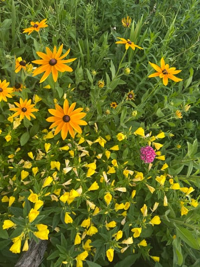 An overhead, full-frame, eye-level shot captures a dense patch of wild flowers in Golyam Chardak, Bulgaria. The flora consists of a variety of yellow flowers with dark centers, likely Black-eyed Susans, interspersed with smaller, bell-shaped yellow flowers. A single cluster of bright pink flowers stands out amidst the yellow. The surrounding vegetation is lush and green, indicating a natural, overgrown setting. The flowers are in various stages of bloom, with some in full bloom, others opening, and some wilting. There are no people or animals visible in the image. The lighting suggests it may be late afternoon or early morning, with soft, diffused light illuminating the scene. The texture of the flowers and leaves is detailed, and the overall impression is one of natural abundance and vibrant color.