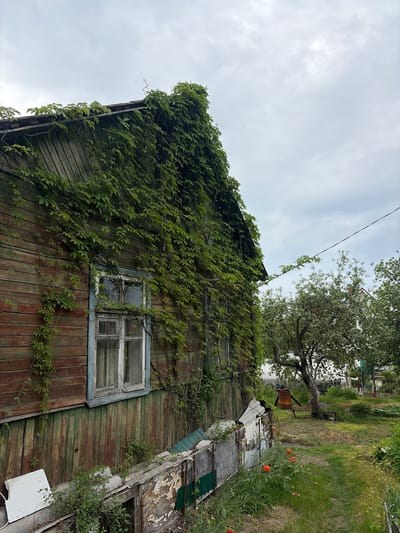 The image displays the side facade of a weathered, two-story wooden house situated within a garden environment in Vyborg, Russia. The house's exterior features horizontal wooden siding, painted a faded reddish-brown on the upper section and a distressed green on the lower section, exhibiting extensive paint peeling. Dense green climbing vines heavily cover a significant portion of the facade and roofline. A single multi-pane window with a light blue frame and a metal grid on its lower sash is centrally visible on the house's side.
Along the base of the house, a makeshift barrier or perimeter is constructed from an assortment of weathered and discarded materials, including corrugated metal sheets and wooden boards with flaking paint. In the foreground and near this barrier, red poppies and various wild grasses are growing.
The midground reveals a grassy path leading into a garden area. A prominent, mature tree with a gnarled trunk, consistent with a fruit tree, stands in the mid-right. Beneath this tree, a rusted metal barrel and a simple wooden bench are present. A thin black utility wire, partially covered by vine leaves, stretches horizontally across the upper midground. The sky above is uniformly overcast and light grey. No individuals or animals are present in the scene.