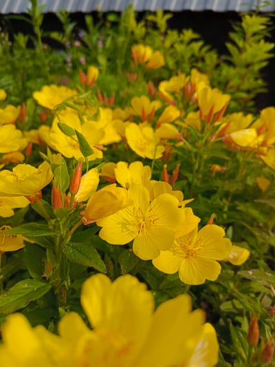 This is a close-up, outdoor photograph of a patch of yellow flowers in Kauchuk Stantsiya, Russia. The flowers are in bloom, with several open blossoms and some buds. The petals are a bright yellow, and the stamens are visible in the center of the open flowers. The flowers are growing in a cluster, with green leaves and stems visible. In the background, out of focus, is what appears to be a gray, corrugated metal structure, possibly a fence or roof. The lighting suggests it is daytime, with sunlight illuminating the flowers. There are no people or animals visible in the image.