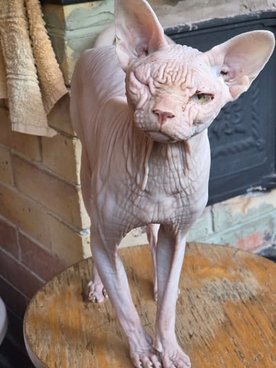 A hairless Sphynx cat stands on a round wooden stool in front of a brick wall and a black fireplace. The cat is light pink with wrinkled skin and large ears. Its eyes are partially closed and appear yellow-green. A beige towel hangs on the left side of the image. The background suggests an outdoor or semi-outdoor setting with the brickwork and fireplace. The image is taken from a low angle, with the cat being the primary subject.