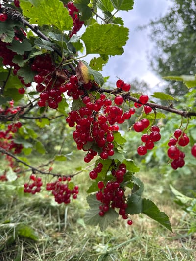 The image shows a close-up view of ripe red currants hanging from branches of a currant bush. The berries are small, round, and a deep red color, clustered together in pendulous bunches. Some green leaves of the bush are visible, providing a contrast to the vibrant red of the fruit. The background is softly blurred, showing more greenery and what appears to be a slightly overcast sky. The scene is set outdoors, likely in a garden or natural environment. The specific location in Лабжанскі сельскі Савет, Belarus, suggests a rural or suburban setting where such bushes might be cultivated or grow wild. There are no people or animals visible in the image. The focus is entirely on the natural beauty of the ripening red currants.