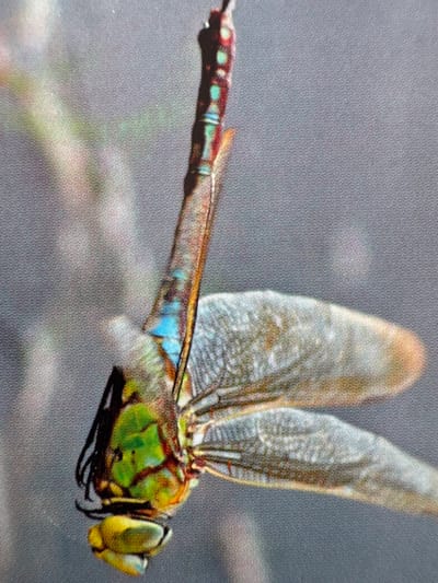 The image shows a close-up of a dragonfly in flight. The dragonfly has large, iridescent wings and a segmented body. Its eyes are prominent and multifaceted, and its head is a vibrant green and yellow. The body of the dragonfly is a mix of green, blue, and reddish-brown. The background is a blurry gray, suggesting a neutral environment or motion blur. The lighting appears to be natural, possibly from daylight. The image is a photograph, likely taken with a macro lens to capture the intricate details of the insect. There is no visible text.