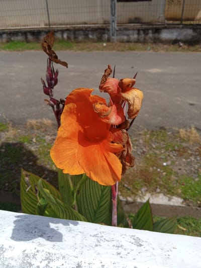 The image depicts an orange Canna lily flower, partially in bloom and partially withered. The flower is positioned near a low, white concrete wall, likely a property boundary. Behind the flower, a paved road stretches into the background, flanked by grassy verges and a concrete fence or wall. The location is identified as Meunasahmeucat, Indonesia, based on contextual data. There are no people visible in the frame. The primary subjects are the flower and its immediate surroundings. The action is implied—the flower is in the process of blooming and decaying. The interaction is between the flower and the environment. The environment includes the wall, road, verges, and fence, which contribute to the overall urban or suburban setting.