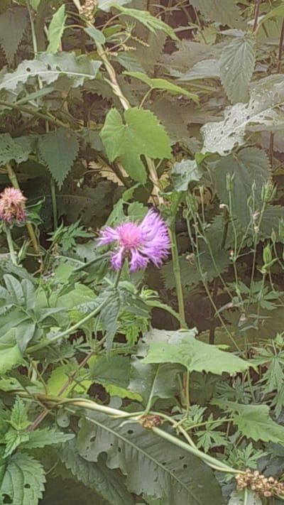 A pink wildflower, possibly a Centaurea, blooms amidst dense green foliage. The flower, with its delicate, spiky petals, is the primary subject of the image. Behind and around it, various types of green leaves, some appearing slightly ragged or damaged, create a natural, overgrown environment. The lighting suggests it is daytime, with soft shadows indicating an overcast or partially shaded setting. The overall scene depicts a natural, wild patch of vegetation, likely in a park, garden, or undeveloped area. The specific location in the city of Первомайский, Russia, is not visually apparent from the image itself, as there are no distinguishing landmarks or man-made structures.
